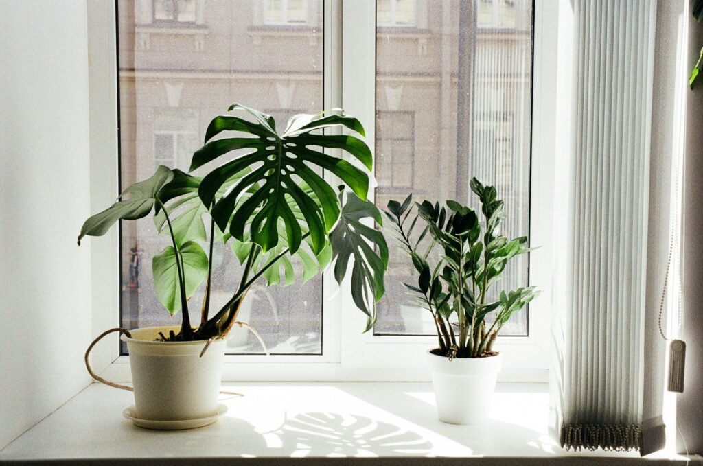 Bright window scene with Monstera and Zamioculcas potted plants in sunlight.